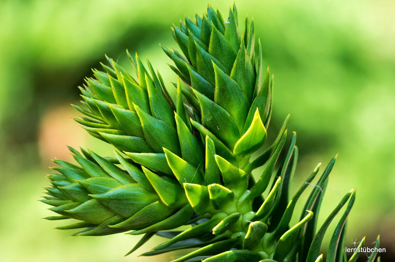 Araucaria.jpeg